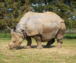 Whipsnade wild animal park Wallpaper