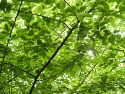 Ruislip Woods Wallpaper