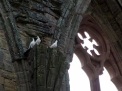 Tintern Abbey Wallpaper