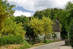 Plush, in Dorset Wallpaper