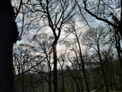 Sun through the trees Linacre Woods near Chesterfield