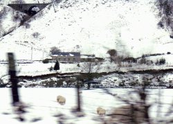 Sheep in the snow. Wallpaper