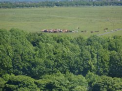 Cattle on Town Moor Wallpaper