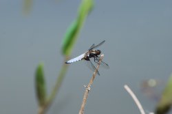 Black Tailed Skimmer male Wallpaper