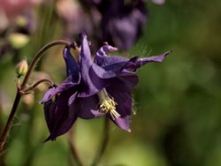 Columbine by Birmingham and Worcester Canal, Dunhampstead, Oddingley, Worcs.