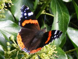 Rickmansworth Wallpaper