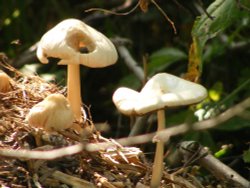 Ruislip Woods Wallpaper