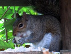 Squirrel on a bird feeder Wallpaper