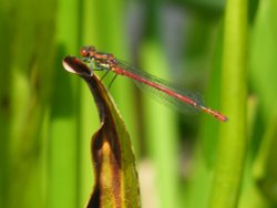 School Pond Wallpaper