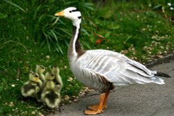 Bar-Headed Goose with chicks. Wallpaper