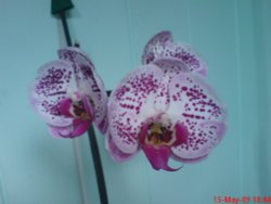 Long awaited bloom Wallpaper