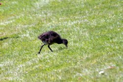 Looking for a little food. Wallpaper