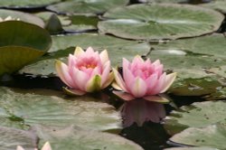 Water Lillies. Wallpaper