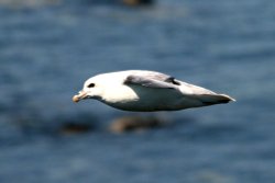 Fulmar Wallpaper