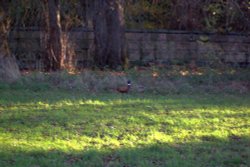 Ringneck Pheasant Near Brandsby, North Yorkshire