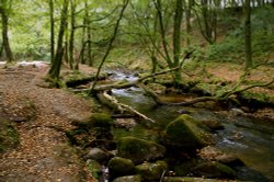 Just another fallen tree. Wallpaper
