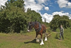 Working horse
