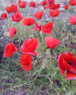 Poppies.....