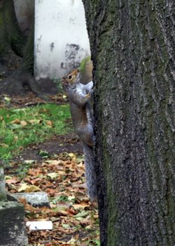There is some life in the cemetery.