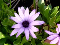 Flowers in my garden Wallpaper