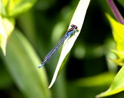 Damsel fly near the lake.