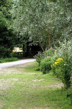 Path from the lake to the forest.