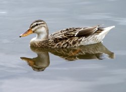 Duck on the lake. Wallpaper