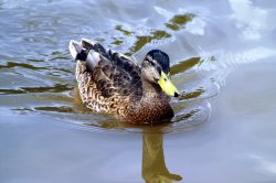 Another duck on the lake. Wallpaper