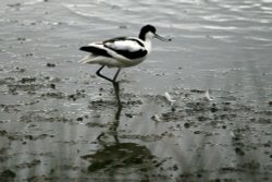 Avocet. Wallpaper