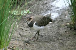 Lapwing Chick. Wallpaper