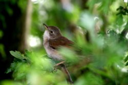 Whitethroat. Wallpaper