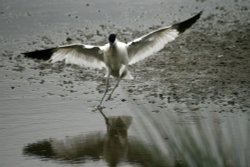 Avocet Wallpaper