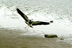 Lapwing. Wallpaper