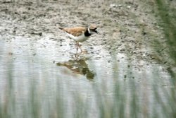 Little Ringed Plover. Wallpaper