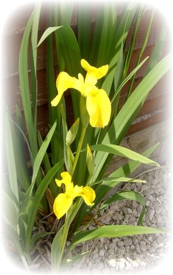 Flowers in my garden