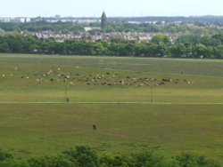 Cattle on the Town Moor Wallpaper