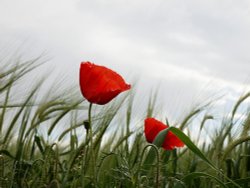 Poppies and Barley, Mixbury, Oxon.