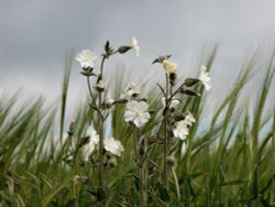 White Campion by Barley, Mixbury, Oxon.