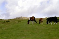 Too interested in feeding to worry about me. Wallpaper