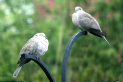 Collared Dove. Wallpaper