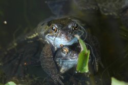 Garden pond Wallpaper