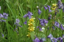 Wild flowers Wallpaper