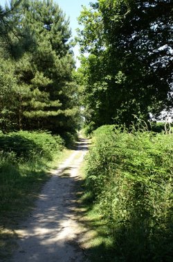 Path through the forest.