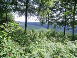 Dalby Forest N Yorkshire