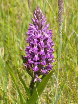 Pyramidal Orchid
