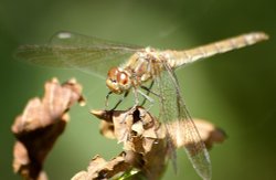 Plenty of these about. Wallpaper