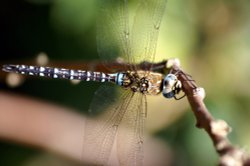 Dragonfly 3.