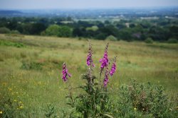 Castlemorton Common Wallpaper