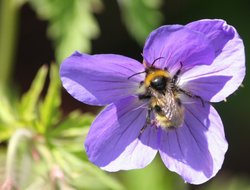 Scampston Gardens005b Wallpaper