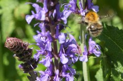 Scampston Gardens007b Wallpaper